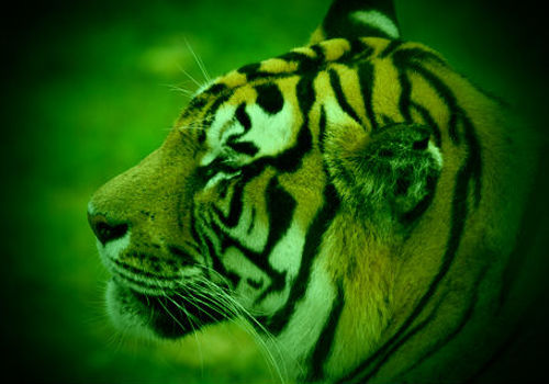 tigergreen