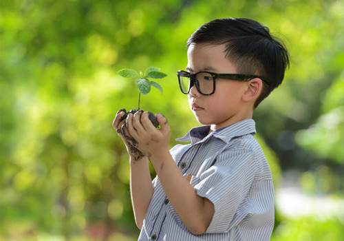 plant-tree